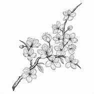 Image result for Cherry Tree Blossom Flower Drawing