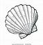 Image result for Beach Shells Coloring Pages