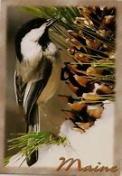 Image result for What Is Texas State Bird Called