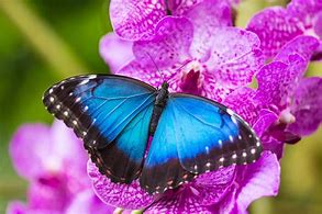 Image result for Most Beautiful Blue Butterfly