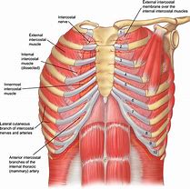 Image result for Anatomy Under Left Rib Cage