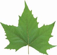 Image result for Leaf Brush Photoshop