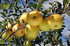 Image result for Golden Delicious Apple Orchard