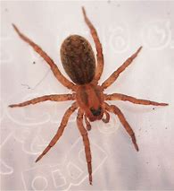 Image result for Juvenile Brown Recluse Spider