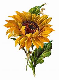 Image result for Sunflower Watercolor Graphics