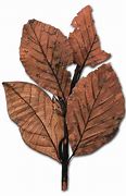 Image result for Dead Leaves Clip Art