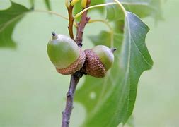 Image result for Eastern Black Oak Acorns