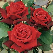 Image result for Secret Hybrid Tea Rose