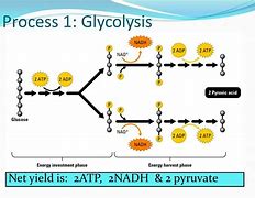 Image result for Labeled Diagram of Glycolysis