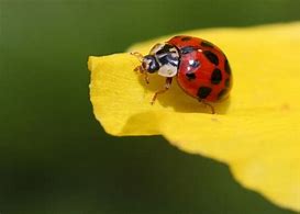 Image result for Ladybug On Leaf Clip Art