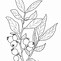 Image result for Coloring Page of Branch