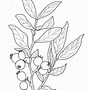 Image result for Coloring Page of Branch