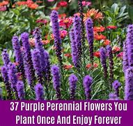 Image result for Perennial Flower Seeds