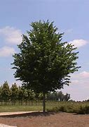 Image result for Patriot Elm Tree