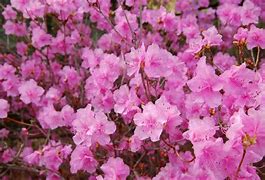 Image result for Yellow Coreopsis Perennial Flowers