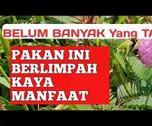 Image result for Gudang Pakan Kambing