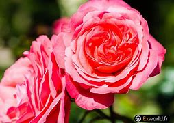 Image result for Coral Colored Roses