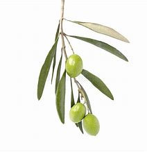 Image result for Very Fancy Olive Branch