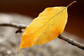 Image result for Yellow Leaf Green Fringe