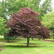 Image result for Plum Small Tree Flowering