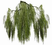 Image result for Willow Tree Branch Illustration