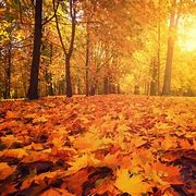 Image result for Tree Leaves Silhouette