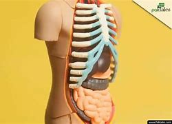 Image result for Liver Rib Cage