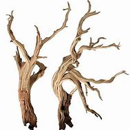 Image result for Dried Tree Branches Drawing