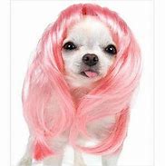 Image result for Animals with Wigs