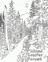 Image result for Kids Coloring Forest