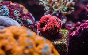 Image result for Coral Reef Templates Free