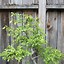 Image result for Chinese Elm Bonsai Sideways