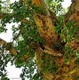 Image result for Sycamore Tree in Israel