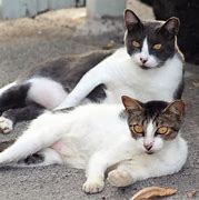 Image result for Mad Looking Cats