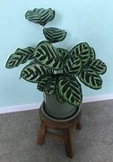 Image result for Easy Care Houseplants