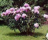 Image result for Peony Propagation