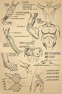 Image result for Sketching Anatomy