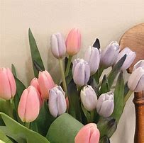 Image result for Real Pink Tulips