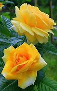 Image result for Love Yellow Rose