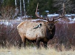 Image result for Monster Bull Elk