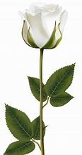 Image result for White Rose Transparent