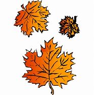 Image result for White Maple Leaf