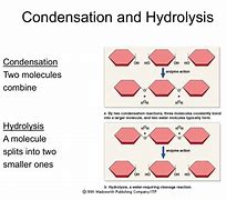 Image result for Dehydration vs Hydrolysis Reaction