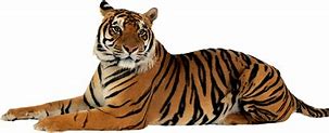 Image result for Tiger Digital Art