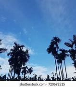 Image result for Beach Plam Tree Silhouette