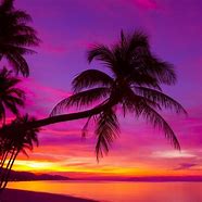 Image result for Black and White Palm Tree Silhouette