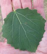 Image result for Aspen Tree Identification