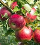 Image result for A Picture of an Apple Tree