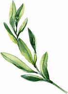 Image result for Simple Green Leaf Watercolor