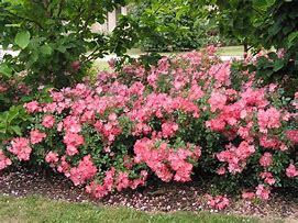 Image result for Coral Carpent Roses